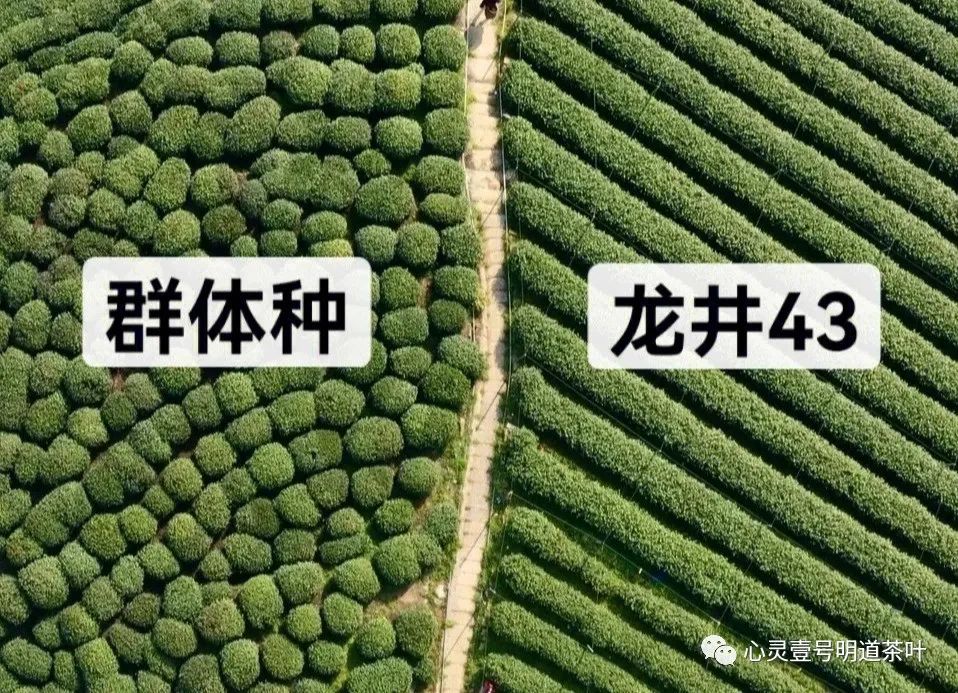 文章附圖